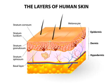 The layers of human skin.