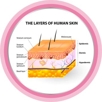 The structure of your skin